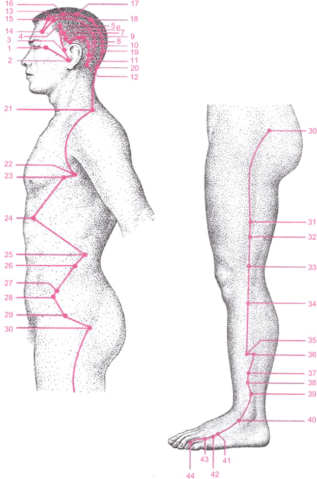 Gallbladder meridian diagram used in acupuncture for migraine, hip and leg pain